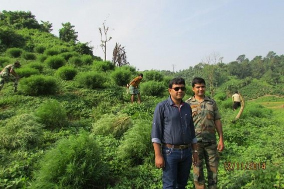 SDM Sonamura, BSF, Police joint raid destroys massive Ganja plantation worth Rs. 4 crores 