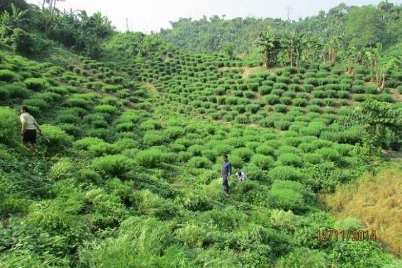 Tripura's rising narcotics business, NLFT fund raising, arms,drugs smuggling : NIA, BSF, Army intelligence  to brief  NE Inter-State council