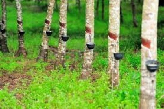  Rubber Board of India eyes higher cultivation
