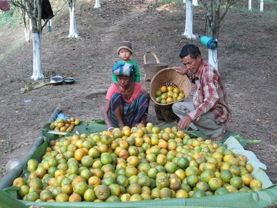 Orange cultivators in North Baramura need govt assistance to provide training