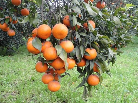 Tripura stresses on Horticulture: Looks forward for international market; Horti team to survey Apple plantation in Tripura