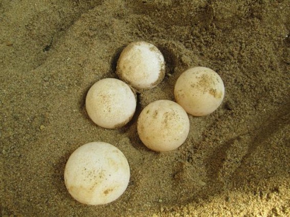 A rare mystery of Nature : Matabari N-Nigrican turtle laid five eggs after cement embankments bulldozed