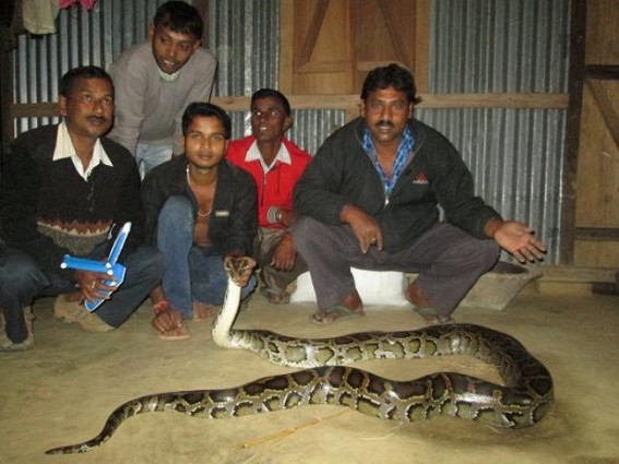 20 ft long python captured in Hirapur, Maharani