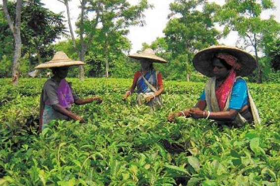 West Bengal tea planters likely to follow Tripura as â€˜Modelâ€™