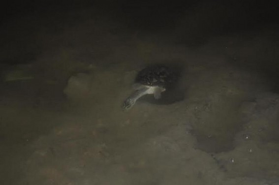 Near Extinct Bostami Turtles habitat waits Gomati DM's Funding 