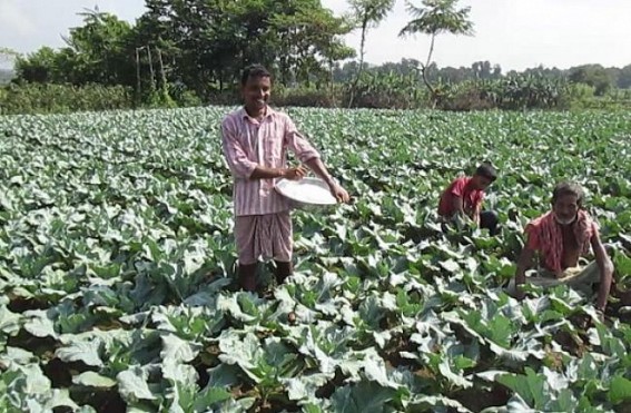 Lack of irrigation : Cabbage farmers suffer from huge financial loss
