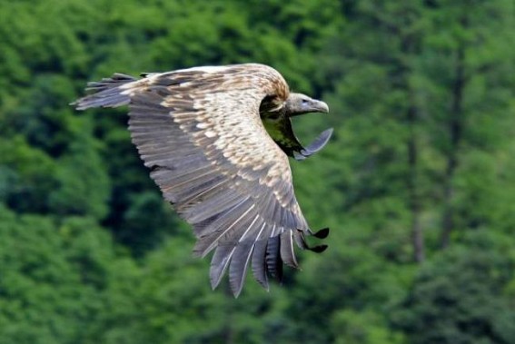 Vulture, a dwindling tribe in earth, recently sighted in Tripura Vulture, a dwindling tribe in earth, recently sighted in Tripura