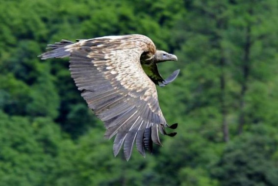 Vulture, a dwindling tribe in earth, recently sighted in Tripura