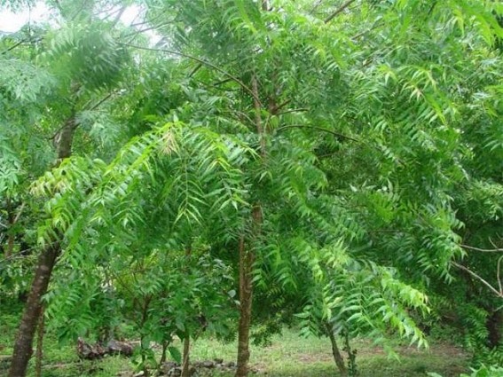 Tripura is assigned to experiment on Neem extract Tripura is assigned to experiment on Neem extract