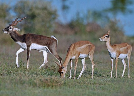 Bengaluru, Tripura zoos likely to exchange animals from April Bengaluru, Tripura zoos likely to exchange animals from April
