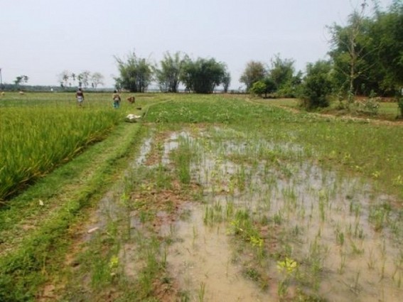 Pre-monsoon rain and hailstorm damages crop in rural Tripura; Situation remains grim keeps hand-head to helpless farmers