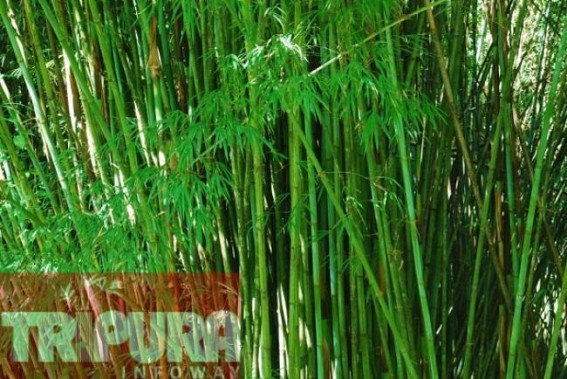 Advanced training to produce bamboo products 