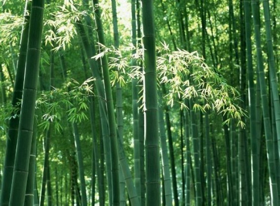 Initiatives to bid to up bamboo plantation Initiatives to bid to up bamboo plantation