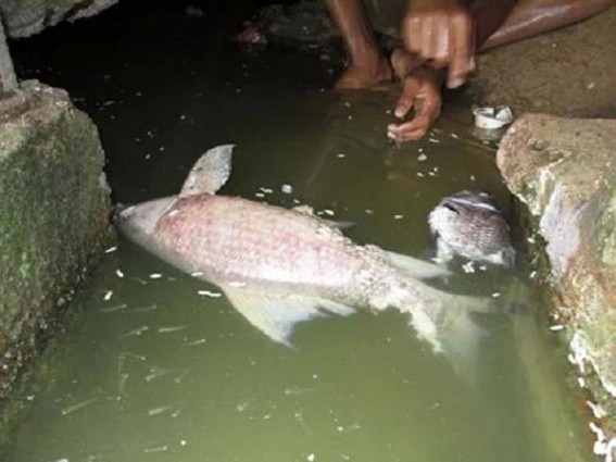 Fishes dying in Amar Sagar Lake: Fishery department officials in deep slumber