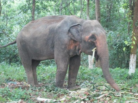 4-year -old wild elephant recovered