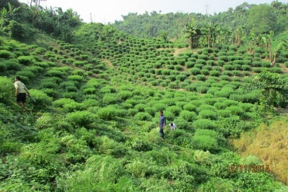 Tripura's rising drug problem: 455 percent rise in seizures in India; Mizoram, Manipur tops in drug abuse Tripura's rising drug problem: 455 percent rise in seizures in India; Mizoram, Manipur tops in drug abuse