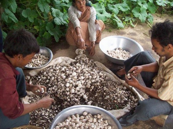 Training programme on mushroom cultivation and entrepreneur development held