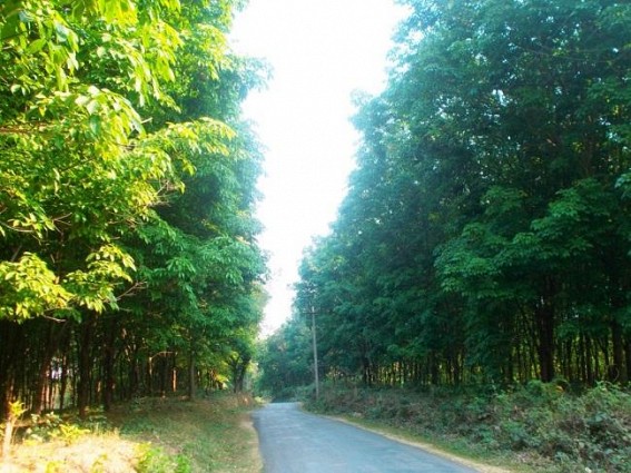 Udaipur : Increasing number of Rubber Plantations and Pollution of Water-sources Udaipur : Increasing number of Rubber Plantations and Pollution of Water-sources