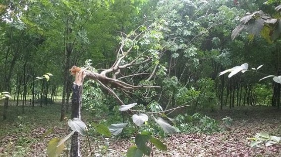 Rubber Plantation : Storm caused widespread damage in Udaipur