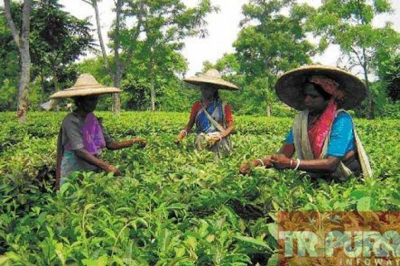 Tripura's dying Tea industry : 'Climate change to positively impact rice, tea in Northeast' Tripura's dying Tea industry : 'Climate change to positively impact rice, tea in Northeast'