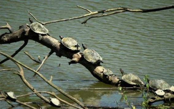 Tripura forest dept. mulls a plan to go for captive breeding of turtles Tripura forest dept. mulls a plan to go for captive breeding of turtles