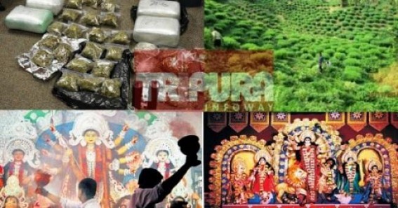 Drug demands at sky-high ahead of Durga puja-2016 : Massive Ganja production, drug manufacturing business going rampant