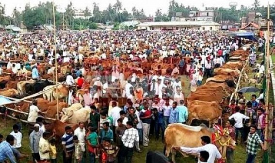 Sonamura : Cattle market business sky-high at Sonamura for Eid-ul-Azha, Chances of cattle smuggling high