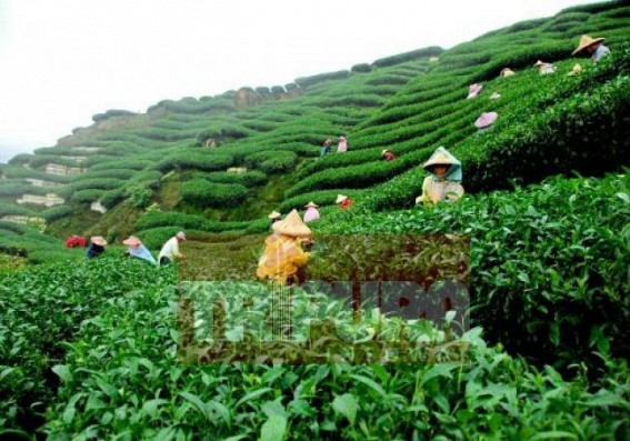 Tripura Govt yet to utilize state's Tea friendly environment to boost economy: Sonowal announces 20 % bonus for workers in state-run tea gardens Tripura Govt yet to utilize state's Tea friendly environment to boost economy: Sonowal announces 20 % bonus for workers in state-run tea gardens