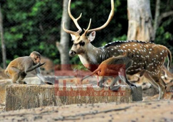 Negligence hits Sepahijala Wildlife sanctuary  