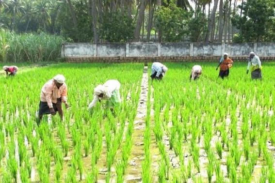 Mizoram launches new policy to boost agri-based economy