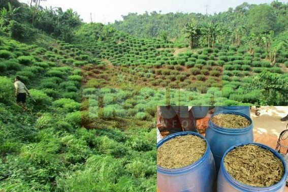 Bengal CM takes proactive steps in curbing Bangladeshi smuggling, narcotics trade : Tripura CM fails to curb Sonamura-Boxnagar’s massive cannabis, phensedyl network, no actions on Jihadi groups Bengal CM takes proactive steps in curbing Bangladeshi smuggling, narcotics trade : Tripura CM fails to curb Sonamura-Boxnagar’s massive cannabis, phensedyl network, no actions on Jihadi groups