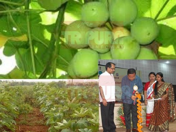 Rs 10.52 crores massive looting of Central Funds in Forest Dept under the garb of ‘Jatrofa’ cultivation : Former Forest Minister Jiten Chaudhury’s appointee PCCF Sanatan Talukdar, CCF Debashis Chakraborty, convicted by Tripura Lokayukta Court Rs 10.52 crores massive looting of Central Funds in Forest Dept under the garb of ‘Jatrofa’ cultivation : Former Forest Minister Jiten Chaudhury’s appointee PCCF Sanatan Talukdar, CCF Debashis Chakraborty, convicted by Tripura Lokayukta Court