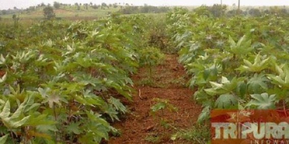 Jatropha cultivation has turned to be a major field for embezzlement of funds: PCCF Sanatan Talukdar planned the loot of Rs 10.52 crores, Forest Department in slumber : Minister Naresh Jamatia is yet silent in the case Jatropha cultivation has turned to be a major field for embezzlement of funds: PCCF Sanatan Talukdar planned the loot of Rs 10.52 crores, Forest Department in slumber : Minister Naresh Jamatia is yet silent in the case