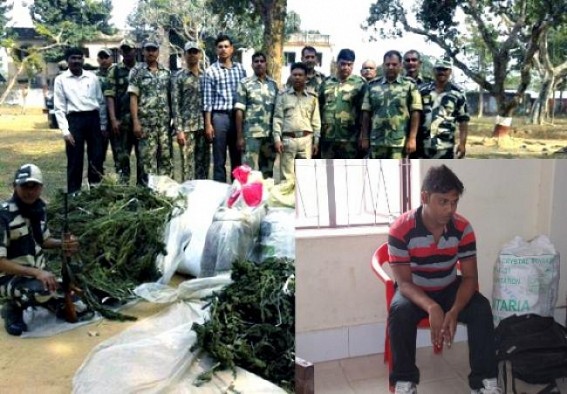 Police seized 15 kg of cannabis at Kamalpur 