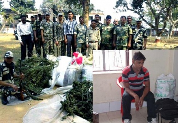 Police seized 15 kg of cannabis at Kamalpur Police seized 15 kg of cannabis at Kamalpur