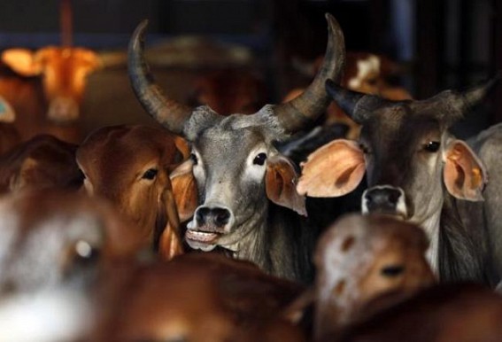 Go-Raksha movement in Tripura : Central Home Ministry aware about cross border cattle smuggling 