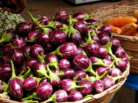 Brinjal price goes at Rs. 100 per/kilo on Laxmi puja Brinjal price goes at Rs. 100 per/kilo on Laxmi puja