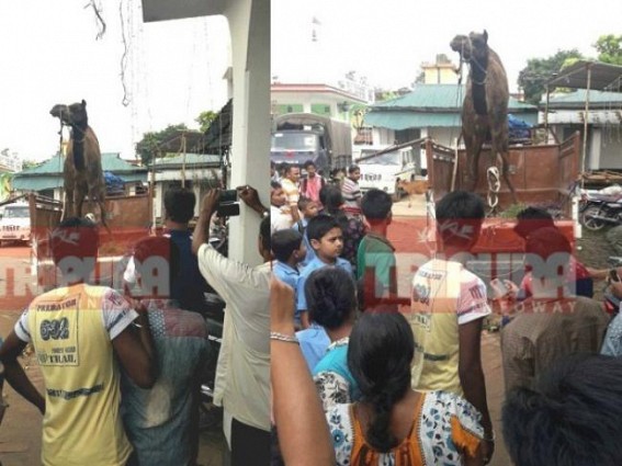 Crowd continues at Dharmanagar PS to see the recovered Camel : Accused said, â€˜I have adopted it, not for smuggling' 