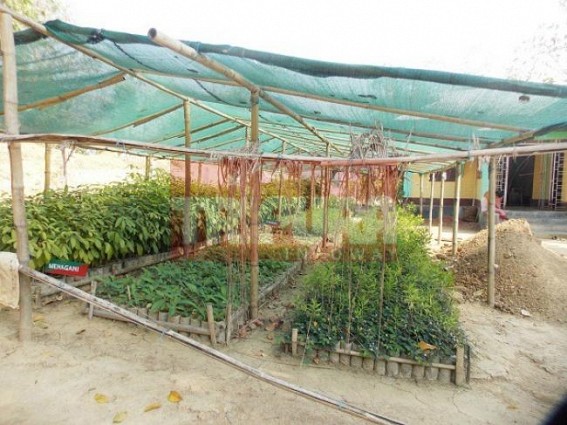 Kamalpur: Forest nurseries failed to ignite alternative livlihood: Reluctance of beneficiaries and lack of supervision resulted into useless expense Kamalpur: Forest nurseries failed to ignite alternative livlihood: Reluctance of beneficiaries and lack of supervision resulted into useless expense