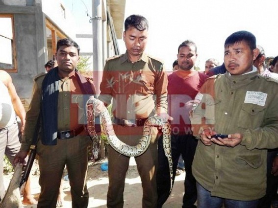 4.5 meter Python recovered from Dharmanagar 4.5 meter Python recovered from Dharmanagar