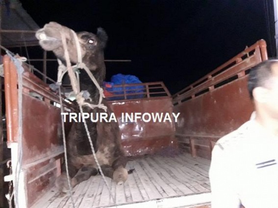 Camel smuggling : 2 arrested