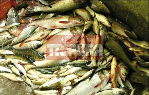 Formalin fear downs Agartala fish market