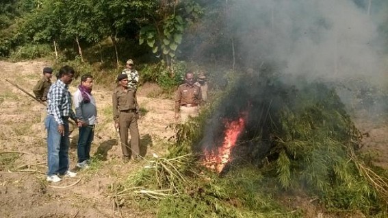 Tripura Police relaxed to arrest Ganja cultivators