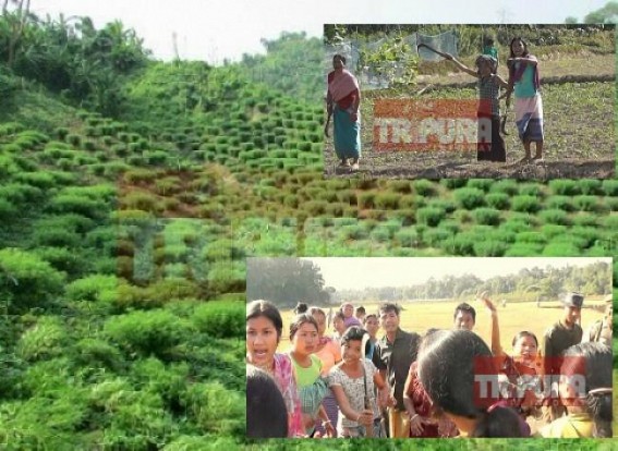 Why illegal Ganja production much rampant in Tripura ? 17,60,195 Ganja plants destroyed for 'show' in 2016-17 but Tripura Police arrested only 1 person Why illegal Ganja production much rampant in Tripura ? 17,60,195 Ganja plants destroyed for 'show' in 2016-17 but Tripura Police arrested only 1 person