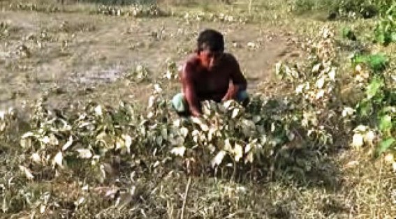 Flood : Crop damages hits farmers of Amarpur