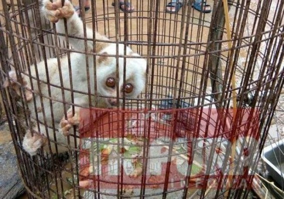 Rare white ‘Spectacle Monkey’ type animal captured at South Tripura Rare white ‘Spectacle Monkey’ type animal captured at South Tripura