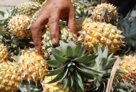 Pineapple business downs in Tripura