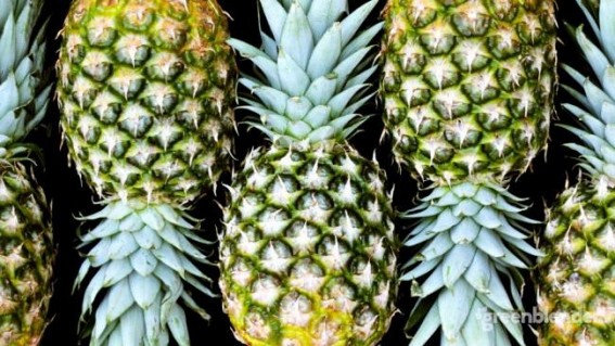 President to declare Tripura's 'queen' pineapple as state fruit