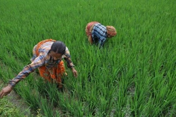 Deficit rainfall in northeastern India, crop production could fall Deficit rainfall in northeastern India, crop production could fall