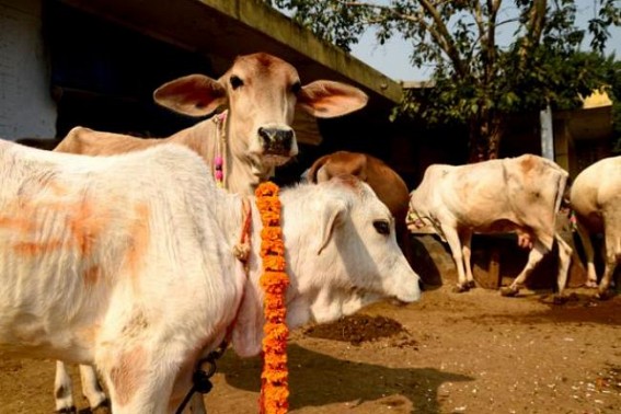 10,000 cows to be given to tribal farmers under MURDRA Bank : CM